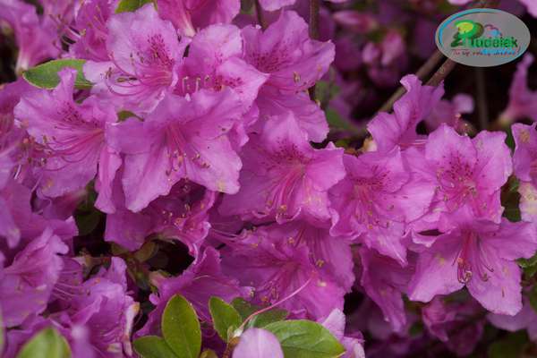 Azalia japońska Otava